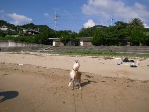 asobi-02